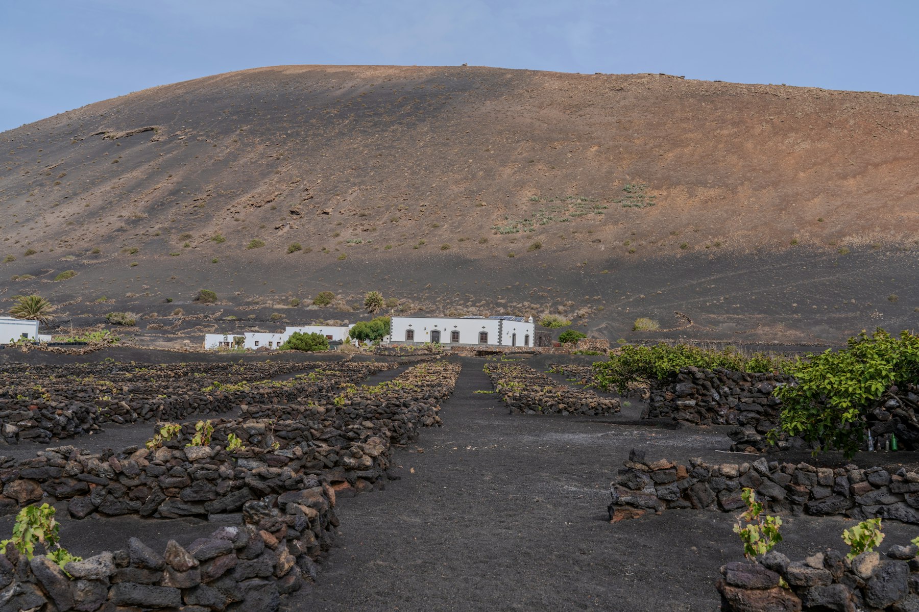 火山性土壌に育つぶどう畑